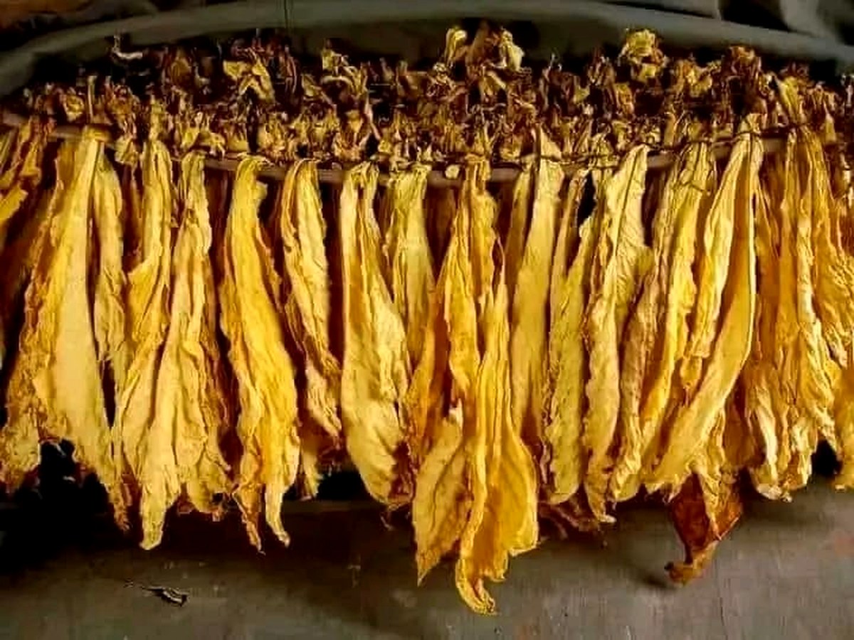 Cured tobacco leaves, Hurudza