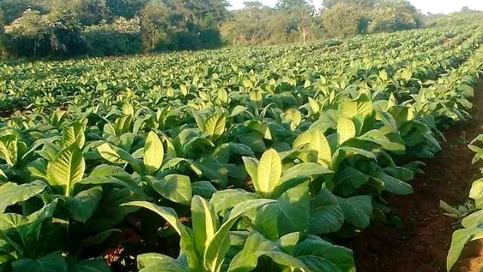 Tobacco field, Hurudza contracted grower